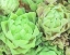 Picture of ABSTRACT SUCCULENT DETAIL
