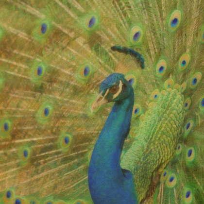 Picture of PEACOCK LOVE