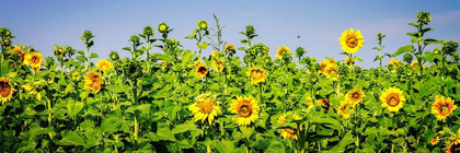 Picture of SUNNY SUNFLOWERS II