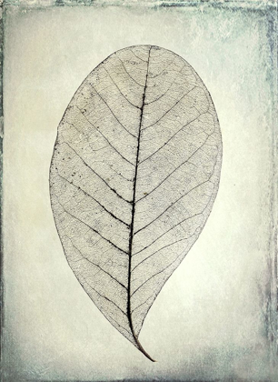 Picture of SKELETONIZED LEAF