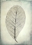 Picture of SKELETONIZED LEAF