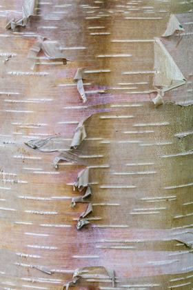 Picture of BIRCH BARK