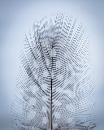 Picture of FEATHER STUDY I
