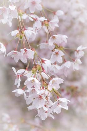 Picture of SOFT CHERRY BLOSSOMS II