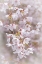 Picture of SOFT CHERRY BLOSSOMS II