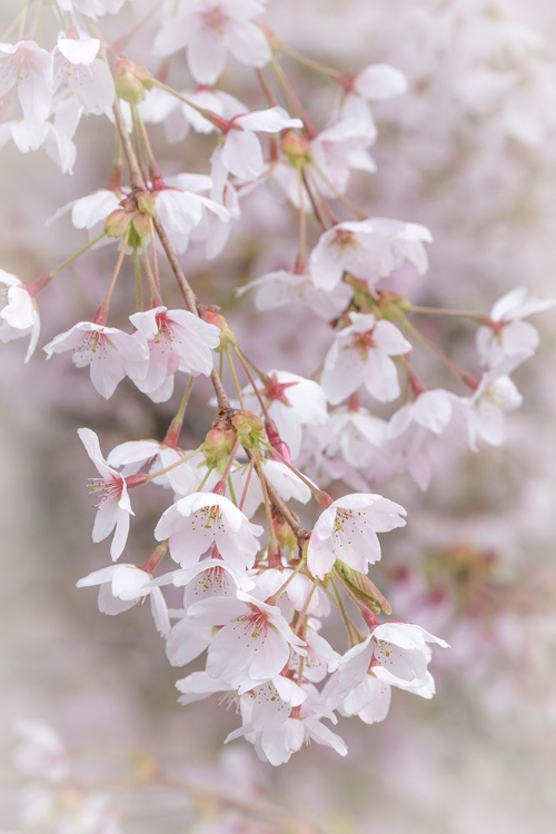 Picture of SOFT CHERRY BLOSSOMS II