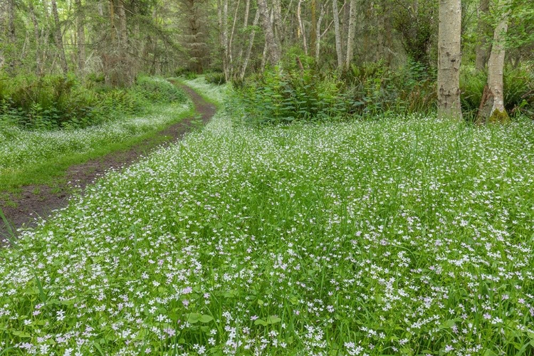 Picture of SIBERIAN SPRING BEAUTY