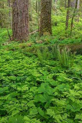 Picture of SPRING IN THE FOREST