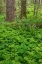 Picture of SPRING IN THE FOREST