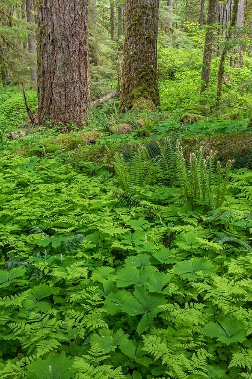 Picture of SPRING IN THE FOREST