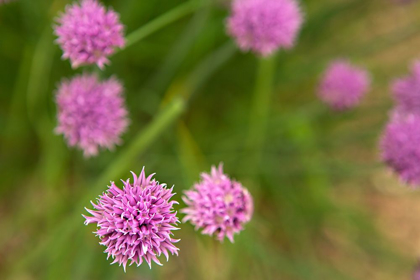 Picture of PURPLE FLOWER BALL II