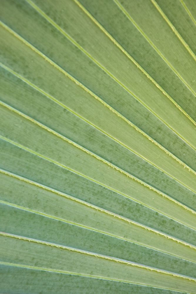 Picture of TROPICAL LEAF CLOSE-UP I