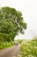 Picture of WINDING FLORAL LINED ROAD