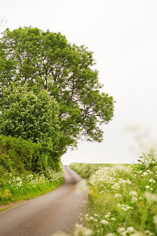 Picture of WINDING FLORAL LINED ROAD