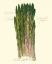 Picture of ASPARAGUS OFFICINALIS