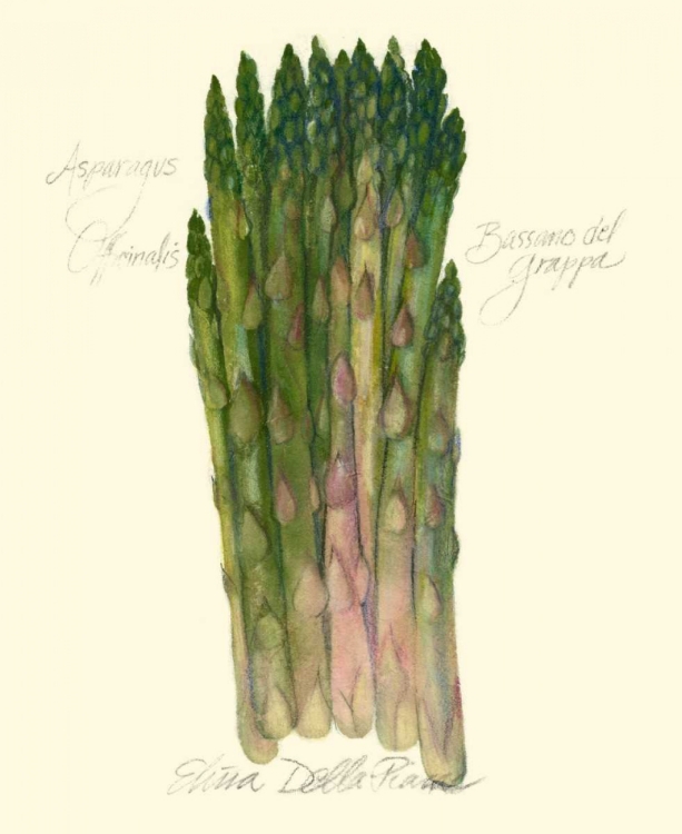 Picture of ASPARAGUS OFFICINALIS