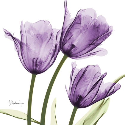 Picture of PURPLE TRIO TULIPS