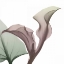 Picture of NATURAL LUSTER CALLAQUA