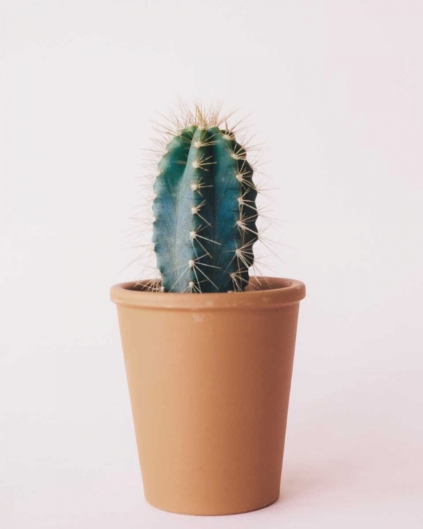 Picture of LONELY CACTUS