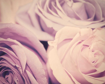 Picture of PURPLE VINTAGE ROSES