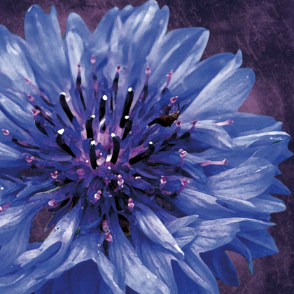 Picture of PURPLE FLOWER