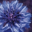 Picture of PURPLE FLOWER