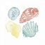 Picture of SOFT COLOR SHELLS MATE