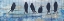 Picture of COASTAL BIRDS