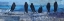 Picture of BIRDS IN BLUE