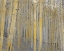 Picture of ASPEN FOREST IN GOLD