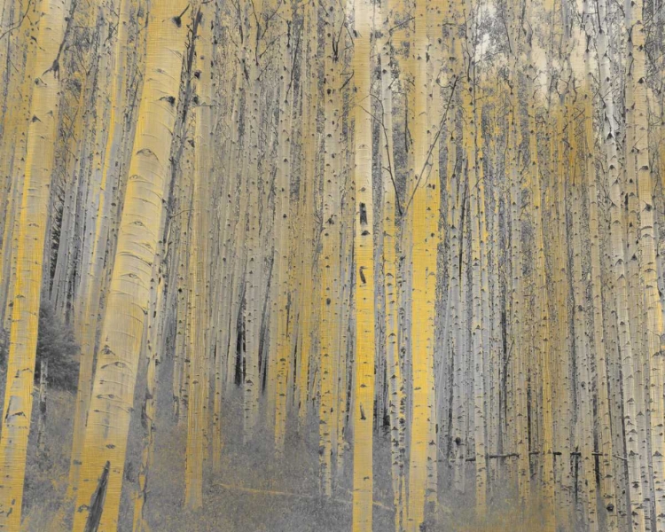 Picture of ASPEN FOREST IN GOLD