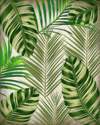 Picture of PALMS 1