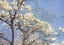 Picture of MAGNOLIA DREAM