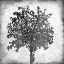 Picture of TREE SILHOUETTE BLACK AND WHITE 2