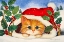 Picture of CHRISTMAS KITTEN