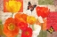 Picture of INSPIRE DREAM LOVE POPPIES