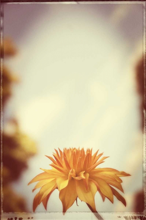 Picture of YELLOW ORANGE DAHLIA PROFILE VINTAGE