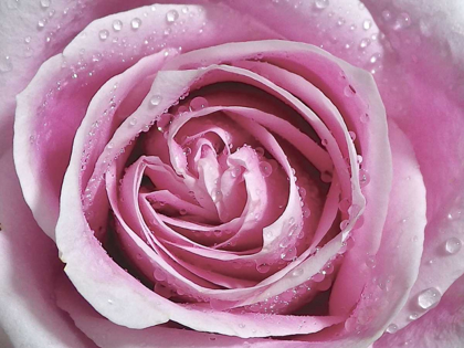 Picture of RAINDROPS AND ROSES II