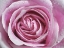 Picture of RAINDROPS AND ROSES II