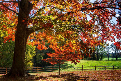 Picture of AUTUMN ON THE PLANTATION II