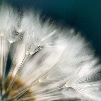 Picture of DANDELION DREAMS II