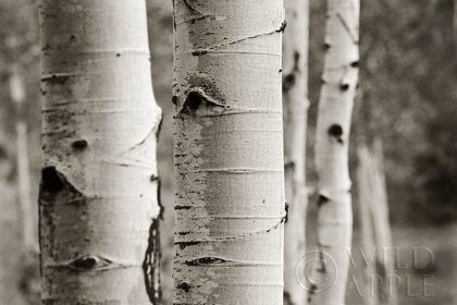 Picture of ASPENS III