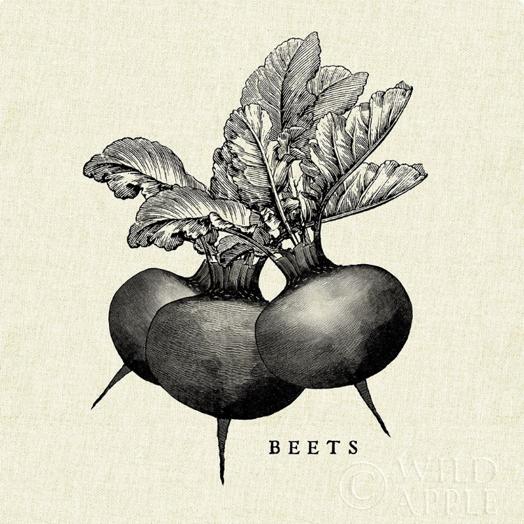 Picture of LINEN VEGETABLE BW SKETCH BEETS