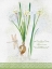 Picture of FLOWER STUDY ON LACE XII
