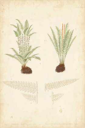 Picture of FERN STUDY III