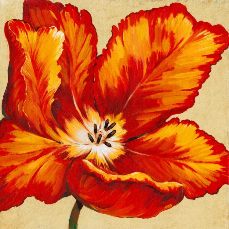 Picture of PARROT TULIP I
