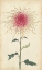 Picture of ELEGANT CHRYSANTHEMUMS I