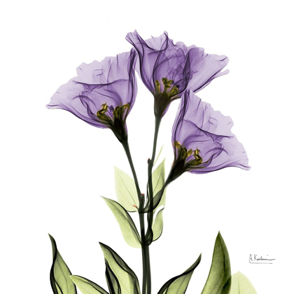 Picture of GENTIAN PURPLE L301