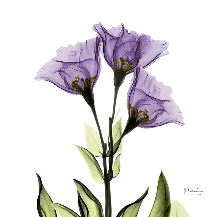 Picture of GENTIAN PURPLE L301