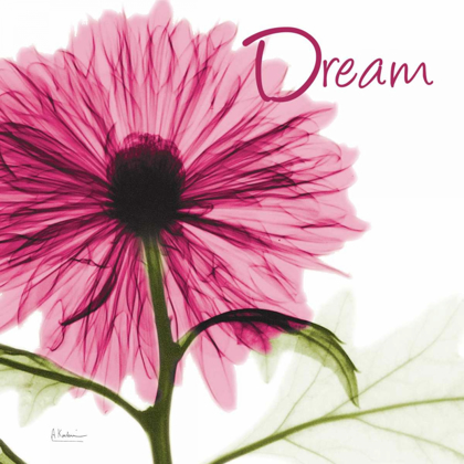 Picture of PINK CHRYSANTHEMUM DREAM